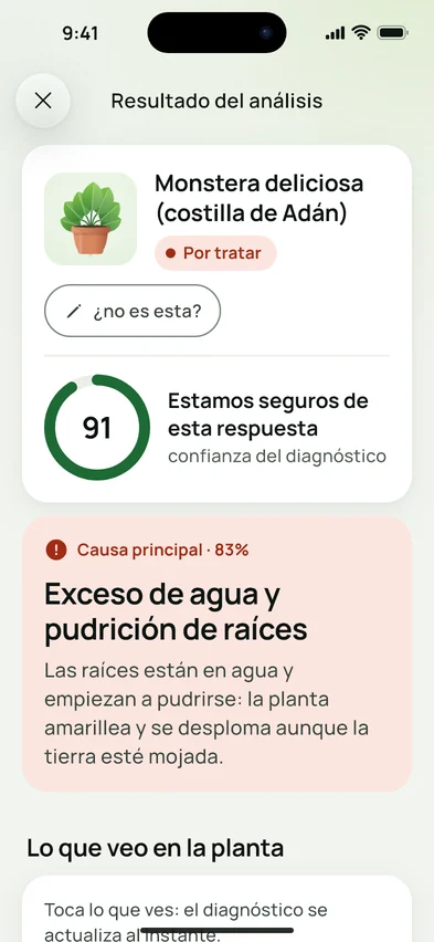 El resultado de un análisis en Flora Clue: Monstera deliciosa, confianza 91 sobre 100, causa principal exceso de riego al 83%